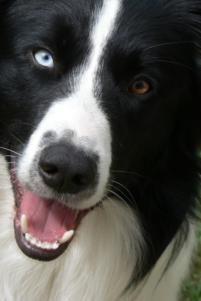 Бордер-колли с разными глазами