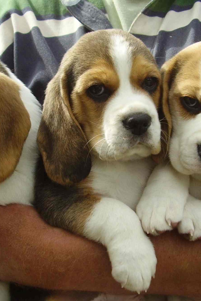 Букет из собак породы бигль