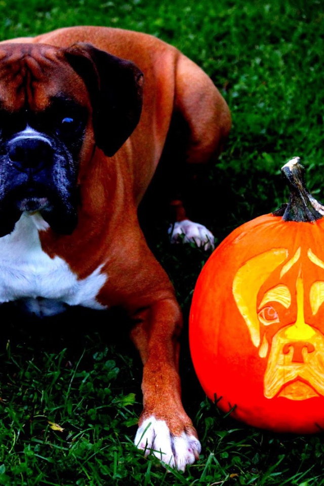 Боксёр и тыква