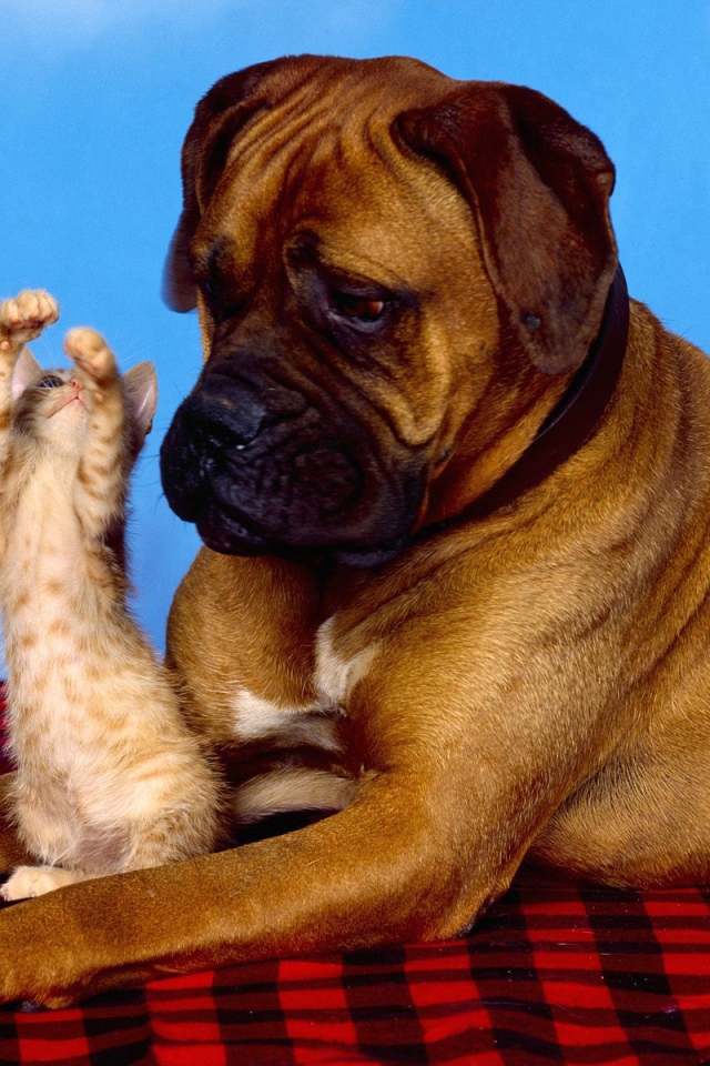 Боксёр и рыжий котёнок