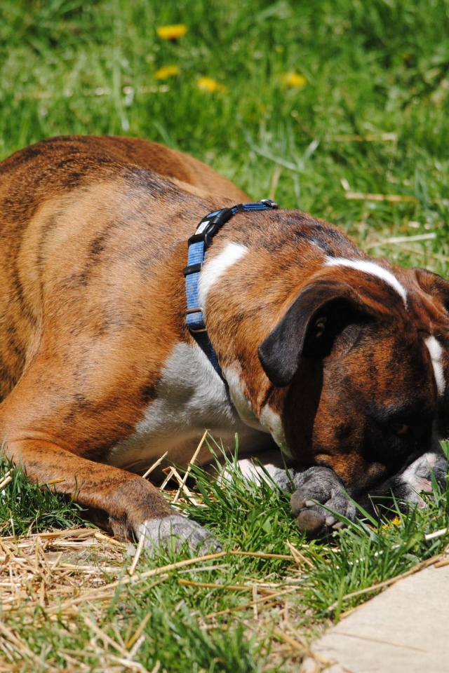 Боксёр в печали