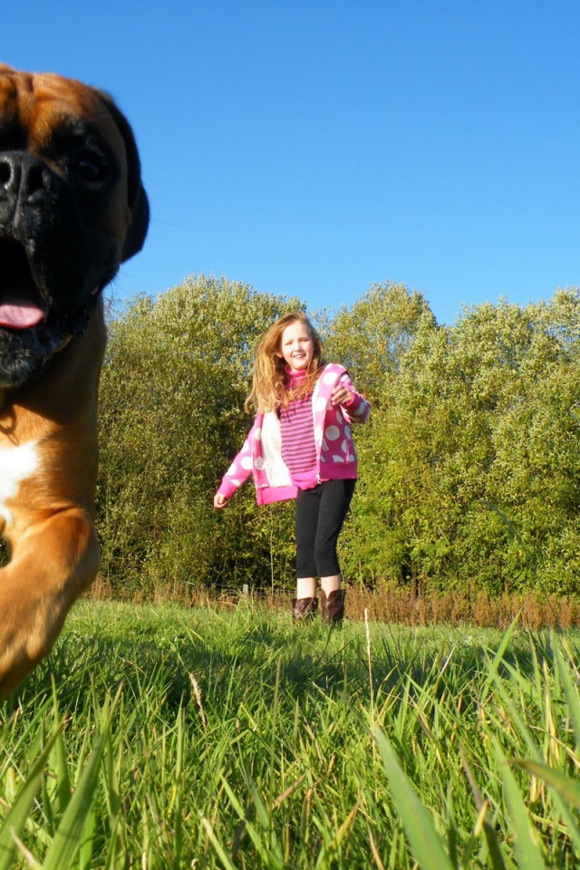 Боксёр убегает от ребёнка