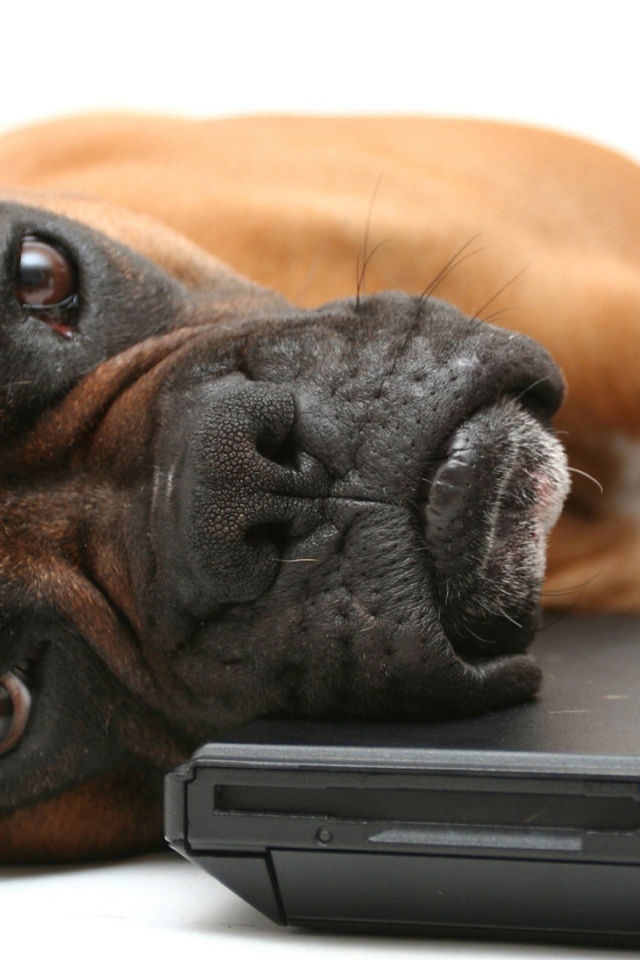 Боксёр положил голову на компьютер