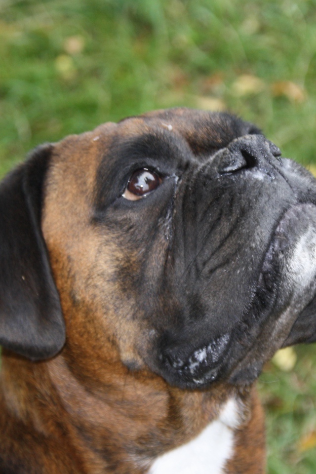 Боксёр смотрит вверх