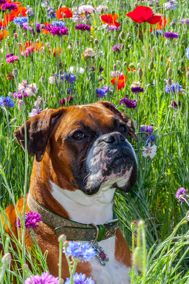 Боксёр на цветочном поле