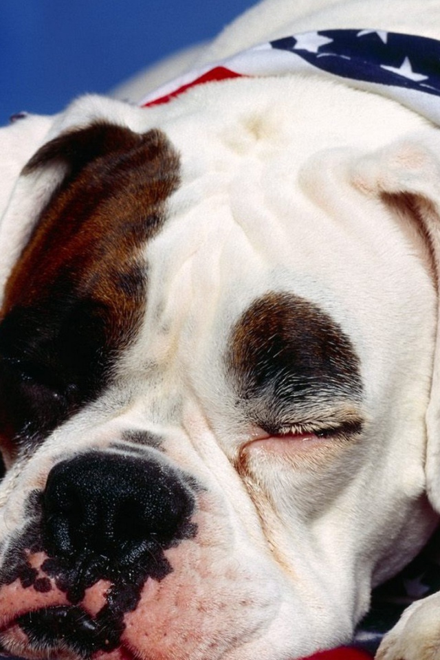 Боксёр патриот