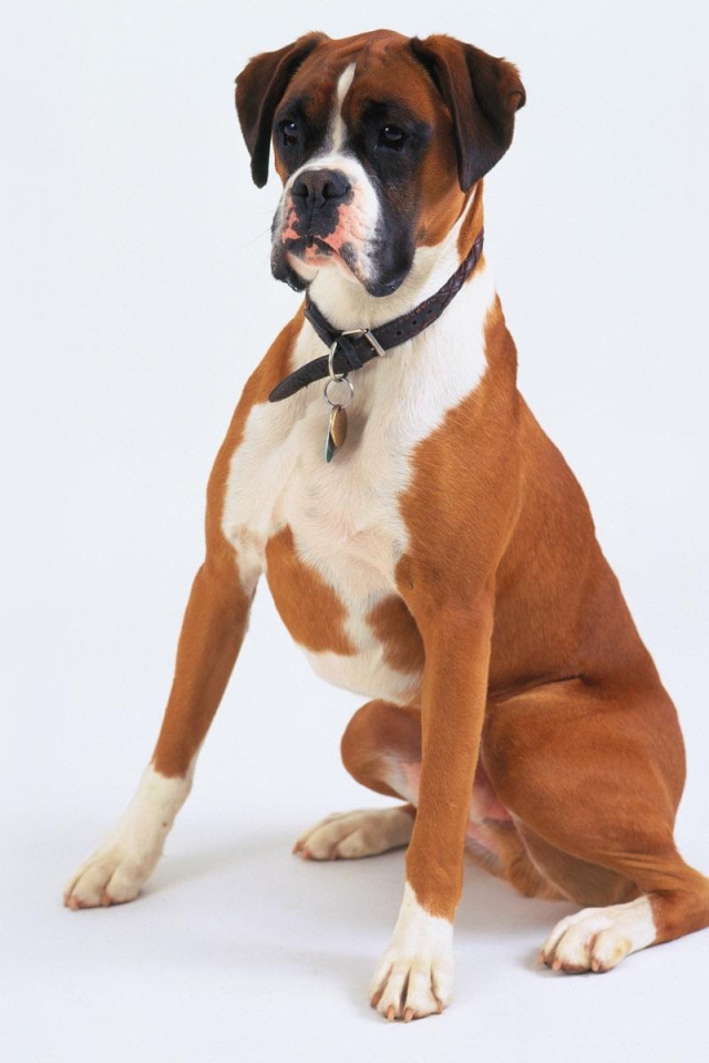 Боксёр позирует на белом фоне