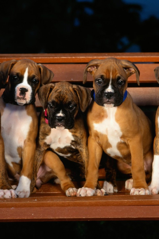 Щенки боксёра на скамейке