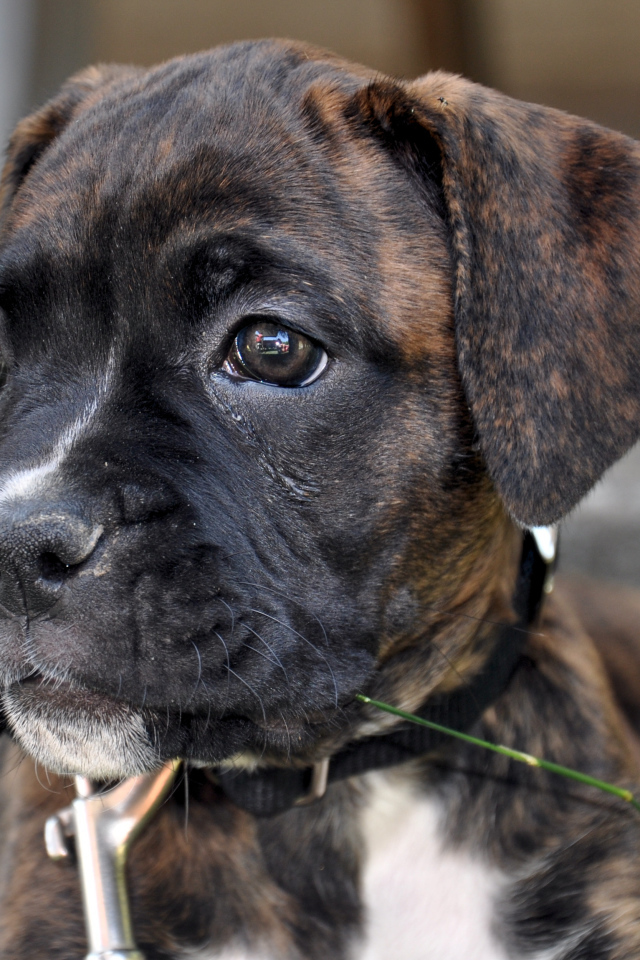 Щенок боксёра смотрит вдаль