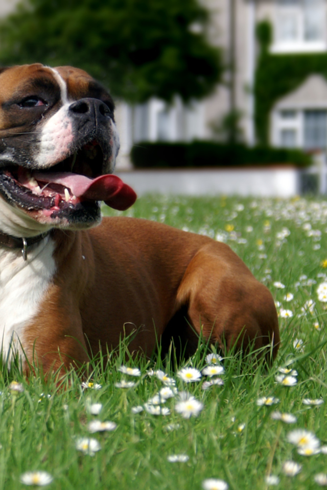 Боксёр отдыхает на траве