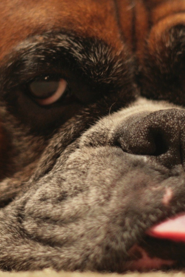 Боксёр показывает язык