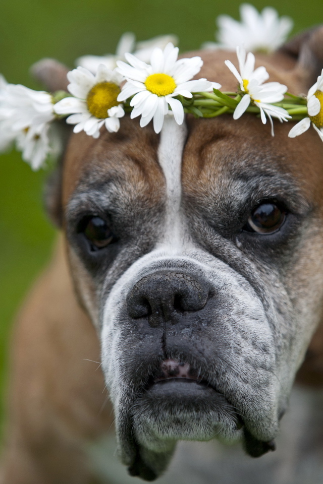 Боксёр с венком на голове