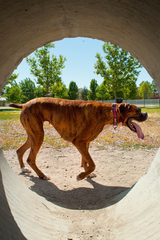 Боксер с длинным языком