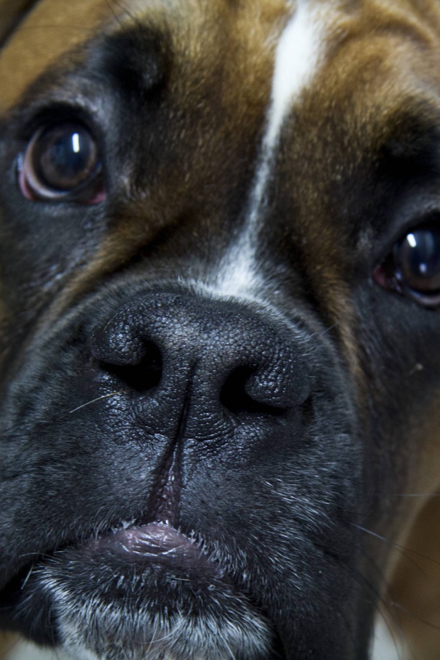 Боксёр с грустным взглядом крупным планом