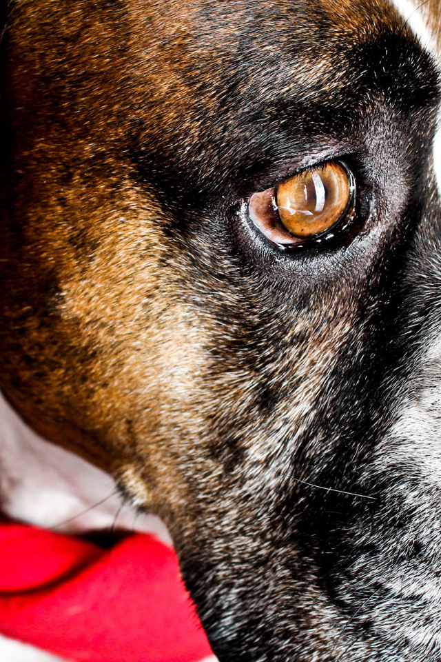 Боксёр с платком на шее