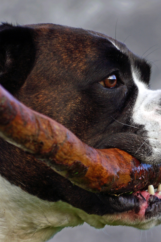 Боксёр с палкой в зубах