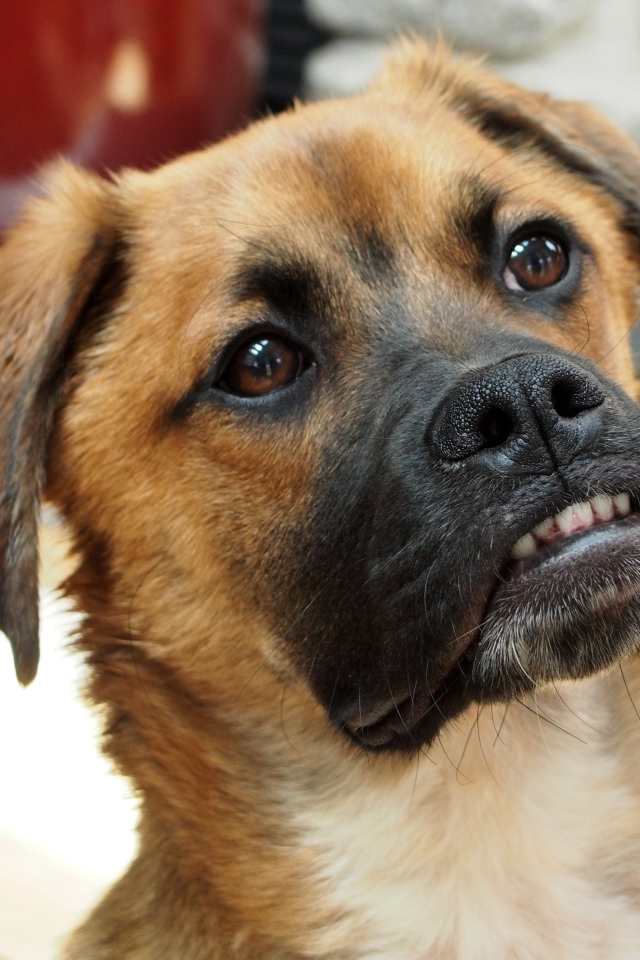 Боксёр с смешной мордой