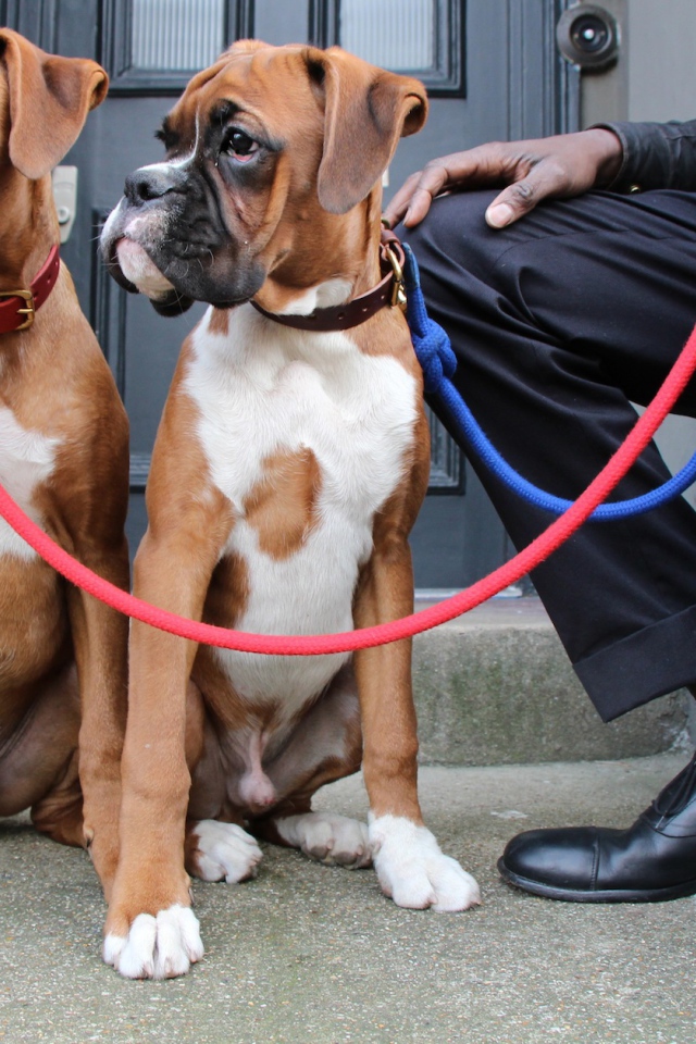 Братья боксёры и их хозяин