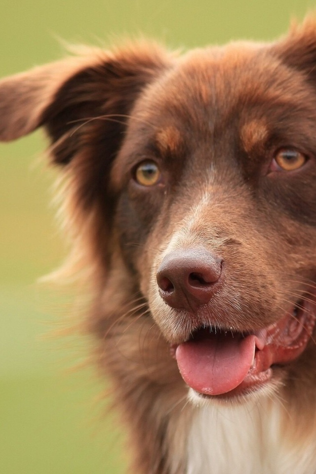 Коричневая австралийская овчарка засмотрелась
