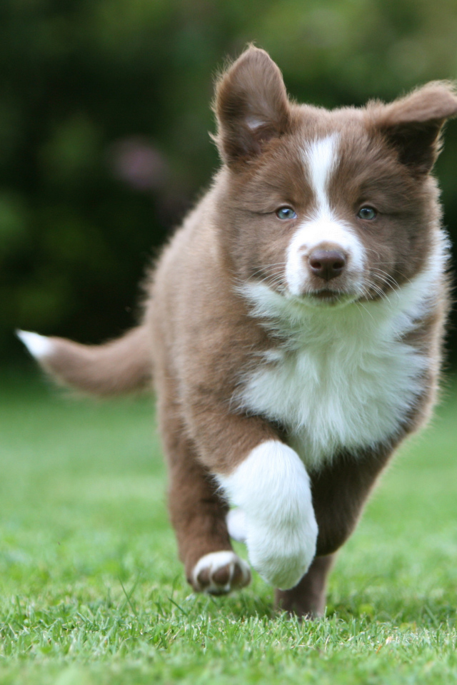 Коричневый щенок бордер-колли бежит