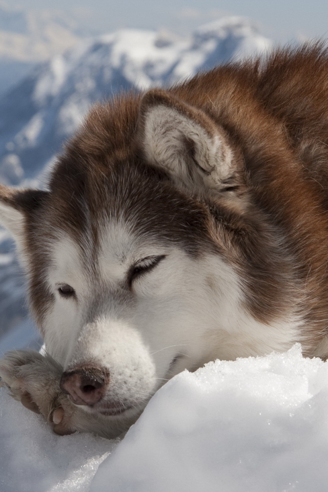 Коричневый Сибирский хаски