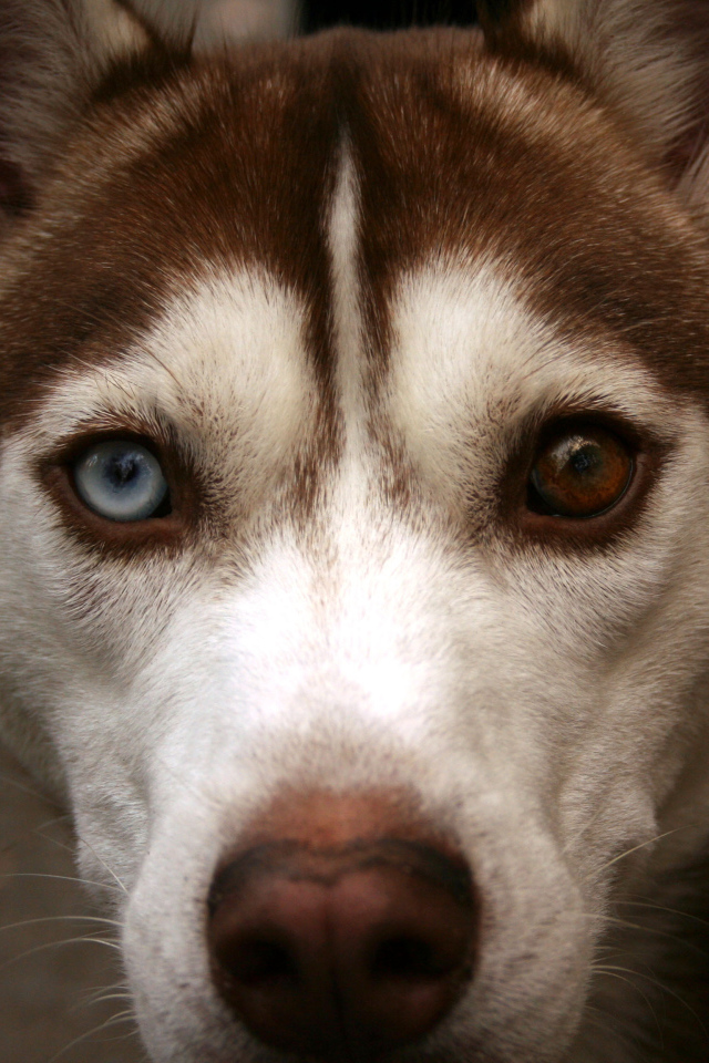 Коричневый Сибирский хаски крупным планом