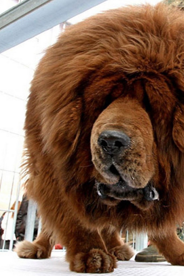 Коричневый Тибетский мастиф