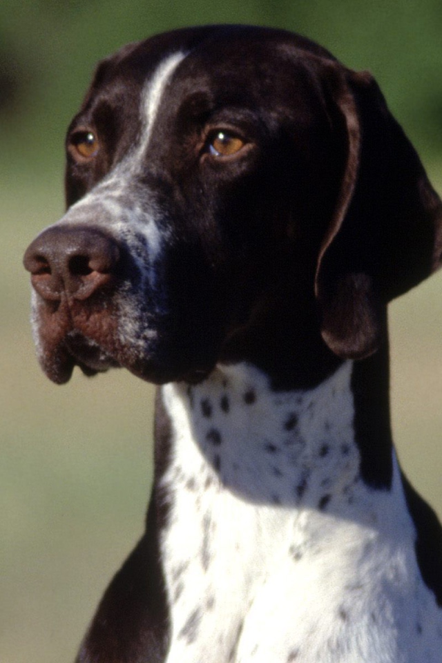 Коричнево-белый Пойнтер