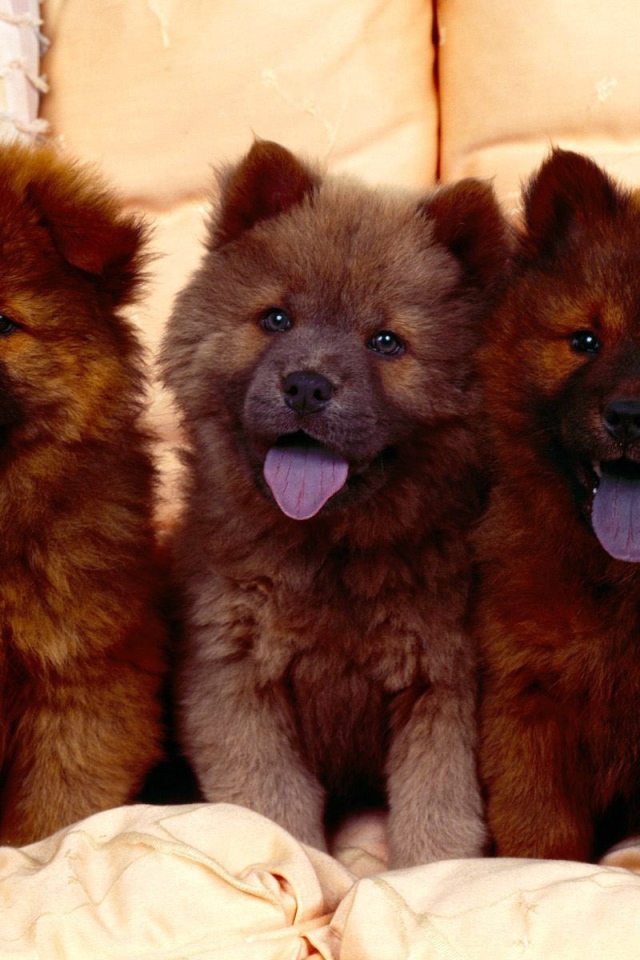 Коричневыйе щенки чау-чау