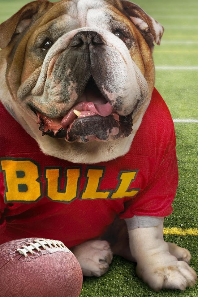 Бульдог в спортивной одежде