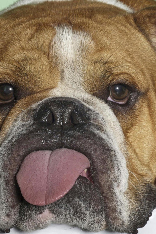 Бульдог показывает язык