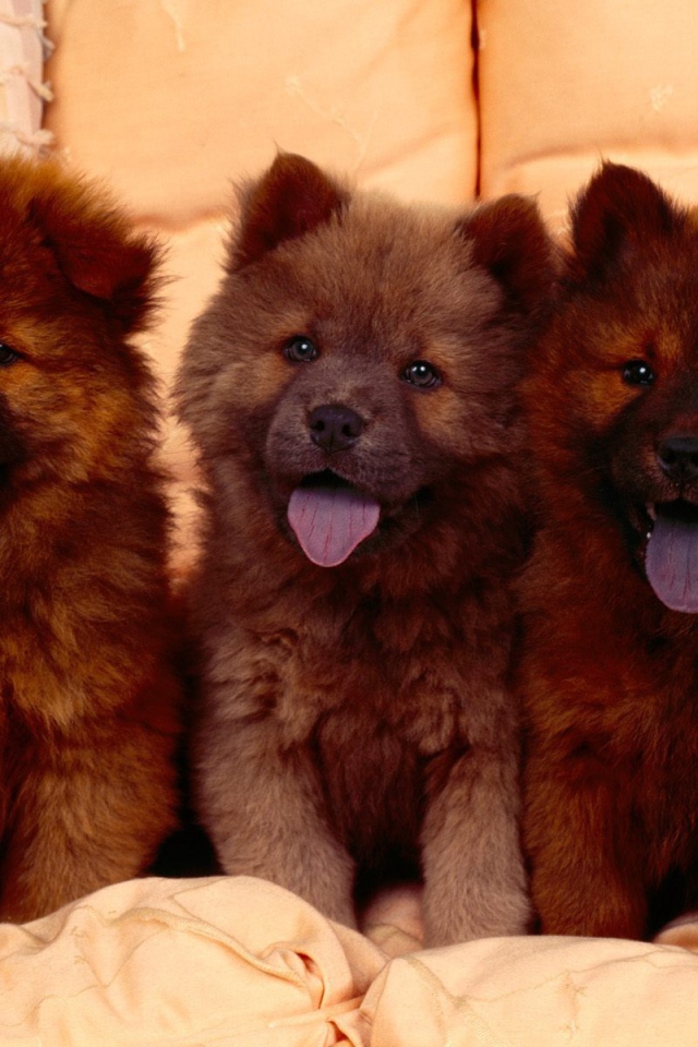 Щенки Кавказской овчарки