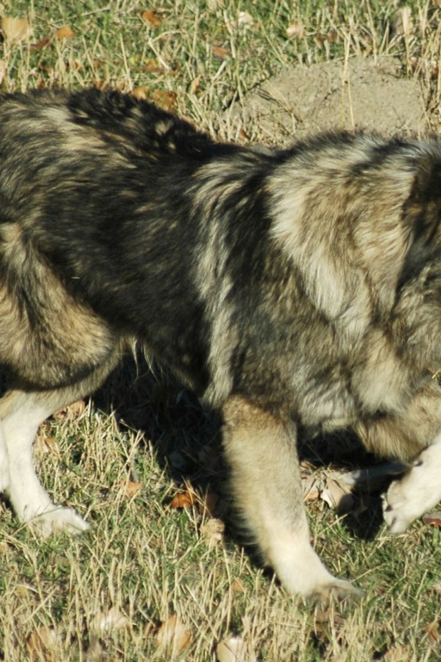 Кавказская овчарка на прогулке