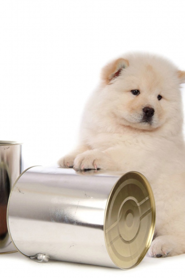 Чау-чау и банки