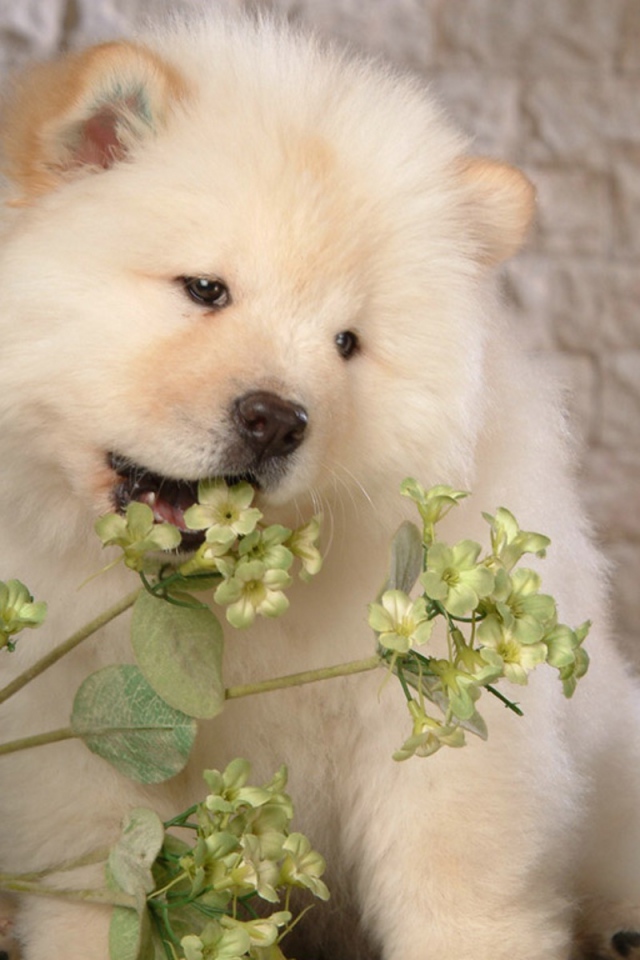 Чау-чау жует цветок