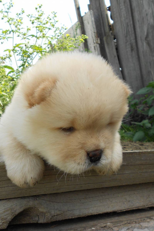 Чау-чау выглядит усталой