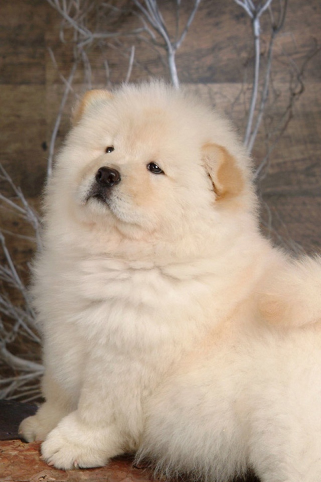 Чау-чау позирует для картины