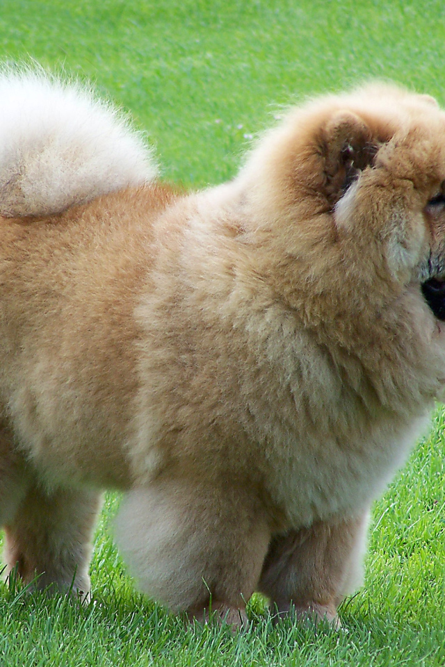 Чау-чау на прогулке