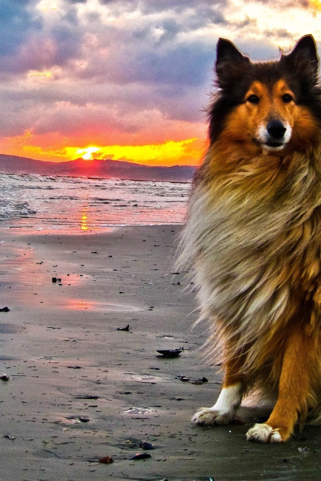 Collie on the beach