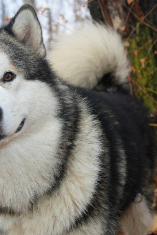 Милый аляскинский маламут
