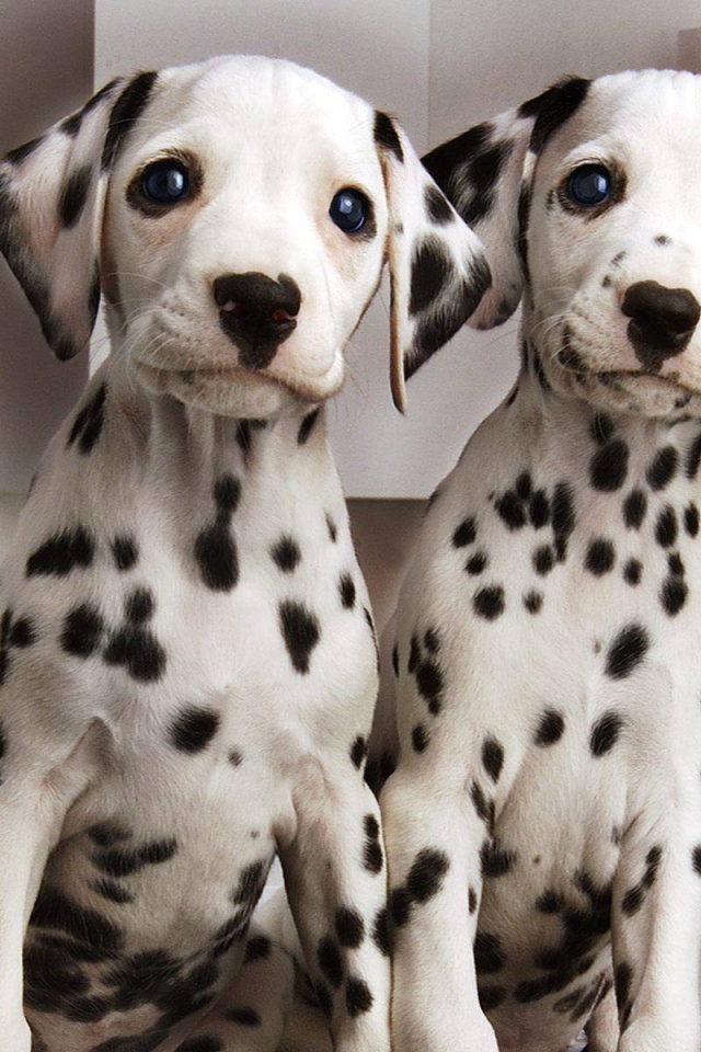 Симпатичные щенки далматина