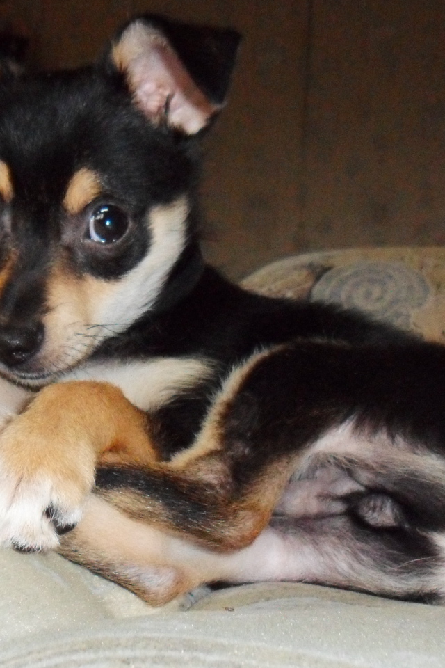 Симпатичный Карликовый пинчер на диване