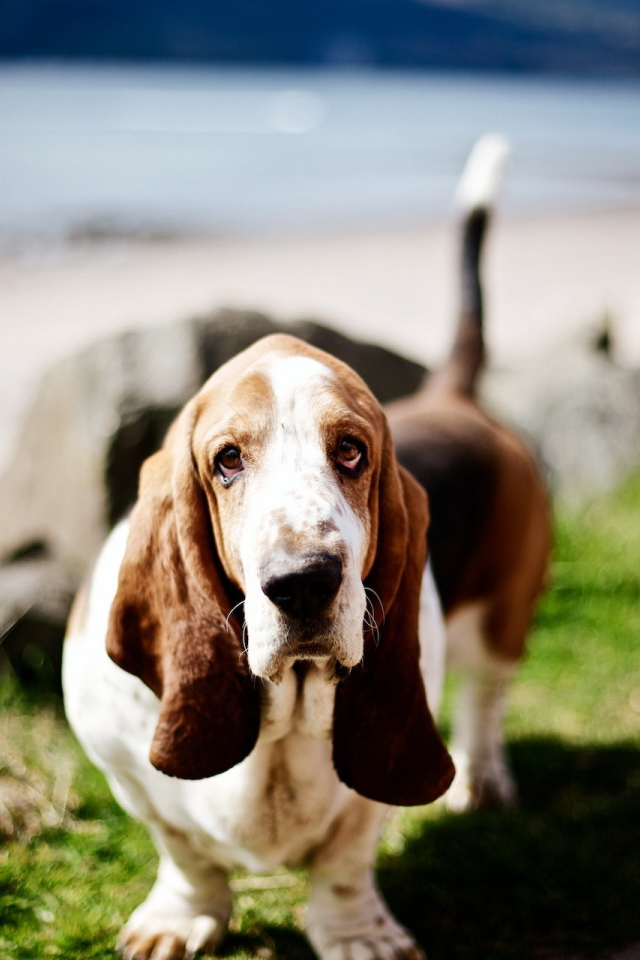 Милый бассет-хаунд на природе