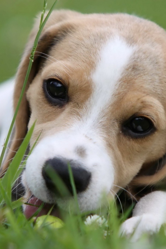 Милая собака породы бигль лежит на траве