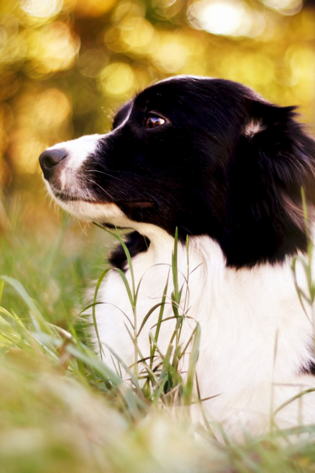 Милая бордер-колли поджала ушки