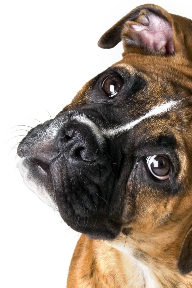 Милый боксёр на белом фоне