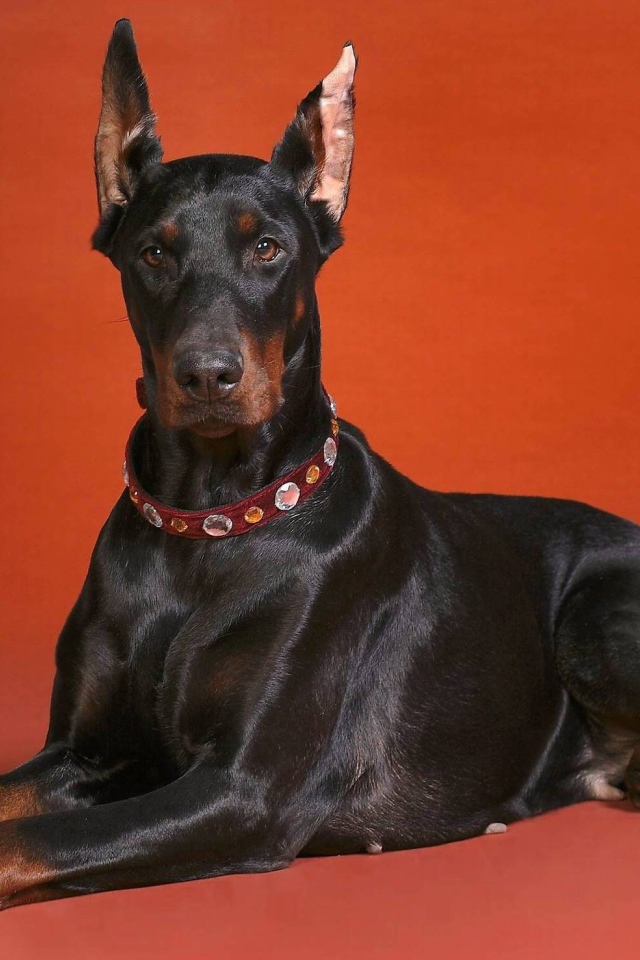Cute doberman on the red background