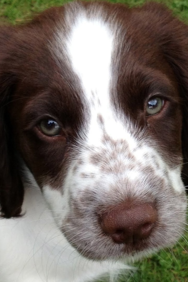 Милые глаза английского спрингер-спаниеля