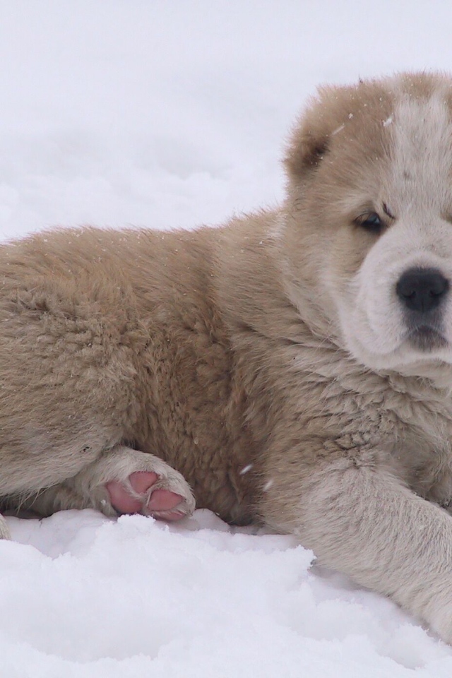 Симпатичная маленькая Кавказская овчарка на снегу