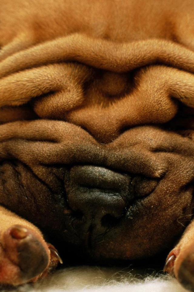 Симпатичный маленький Шарпей